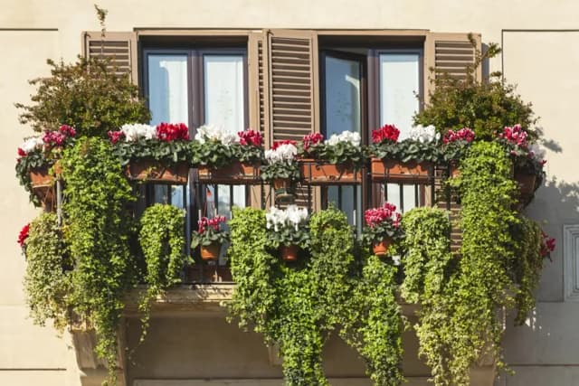 Jakie pnącza wieloletnie na balkon w bloku - piękne i łatwe w pielęgnacji